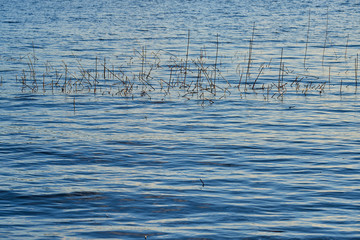 Waving surface of water with dry plant as a natural background.