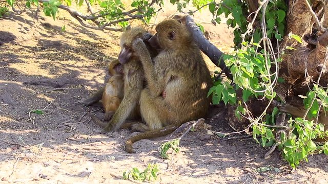 Adult Chamca Baboon grooms mate in the shade while infants play nearby