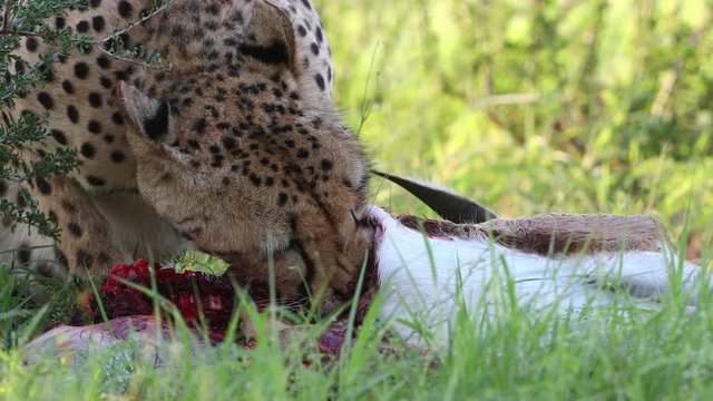 Graphic close-up: Mature Kalahari cheetah eating a small antelope