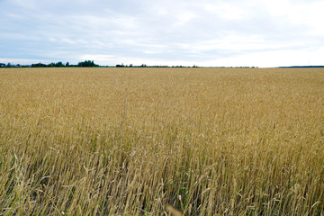 Closeup cropped image of a golden field of wheat.