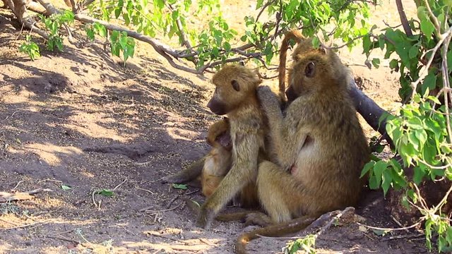 Adult Chamca Baboon grooms mate in shade while the family plays nearby