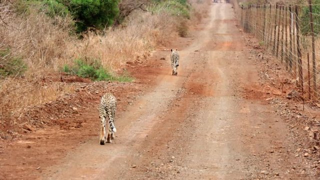 Cheetah couple walks along roadside fence in Thanda Private Reserve