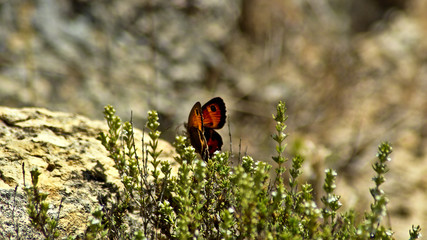 butterfly on flower