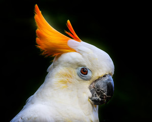 Orange Crest Citron Crested Cockatoo