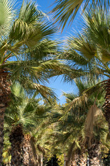 Palm trees leaves, look up view