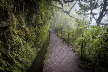 Foggy hiking path in the forest in Levada do Caldeirao Verde Trail, Madeira island, Portugal.