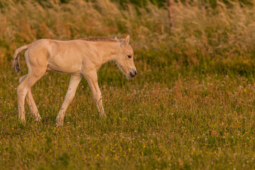 Poulain de race Fjord au Hâble d'Ault