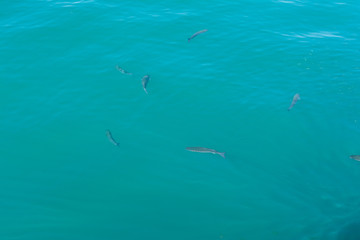 Fish school under turquoise water