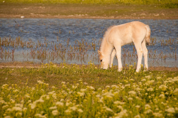 Fototapeta premium Poulain de race Henson au Hâble d'Ault (Polder).