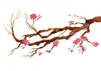 branch of blooming apple tree or sakura. Watercolor illustration isolated on white background.