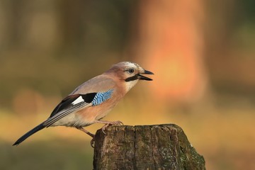 Eurasian jay sitting on the stump. (Garrulus glandarius)Bird in the nature habitat. Wildlife scene from nature.