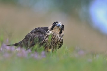 Young peregrine falcon sitting on the ground. Falco peregrinus in the nature habitat.
