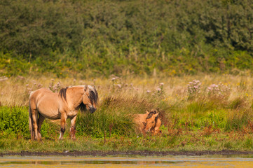 Chevaux Henson dans le marais du Crotoy (Baie de Somme)