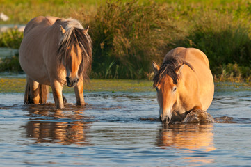 Chevaux Henson en Baie de Somme