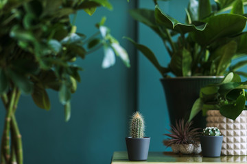 Stylish floral composition with beautiful plants, cacti and succulents in design and hipster pots...