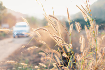 Beautiful grass flower in the field with sunset, Nature soft light blur filter and vintage tone, Public road background and car driving, Selective focus..