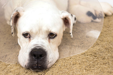 Beautiful sad dog American Bulldog lies and looks away sick in a veterinary Elizabethan collar