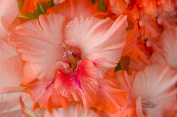 Fototapeta na wymiar Bouquet of orange-peach gladioli closeup, single flower with water droplets.