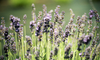 lavender blooms in summer