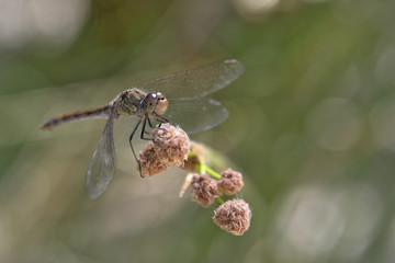 dragonfly on a flower