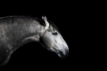 Fototapeta na wymiar Grey andalusian breed horse with ears backwards isolated on black background. Animal studio portrait close.