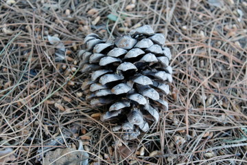 Facts about pine cones. Aside from their decorating uses, pinecones play an important role in...