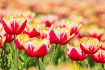 Obraz premium Closeup of rows Dutch red and white flamed tulips in a flower field Holland