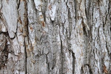 Obraz premium Vintage closeup for wallpaper design.