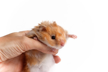 Red syrian hamster (Mesocricetus auratus). The rodent is held in the hand. Photo on a white background.