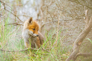 Wild baby red fox cub vulpes vulpes