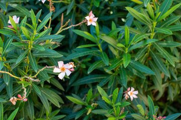 Pink small flowers on green background