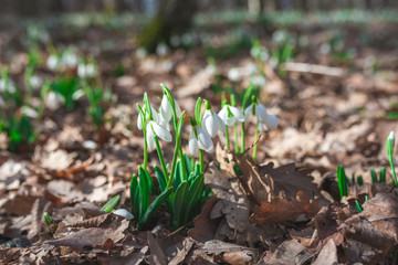 First spring flowers snowdrops close-up
