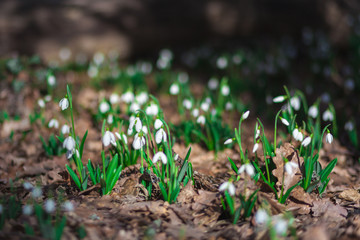 Sunny forest glade with the first snowdrops. Beautiful spring landscape.