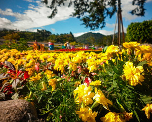 Yellow flowers - Flores Amarillas