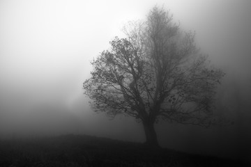 The tree stands out in a mist on a meadow on the edge of a mysterious forest