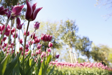 Obraz na płótnie Canvas Tulip and tulips in garden