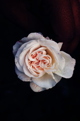 Hybrid tea rose. white Hybrid tea rose isolated.Hybrid tea is an informal horticultural classification for a group of garden roses.