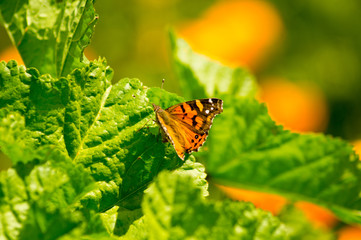 ibs monarch