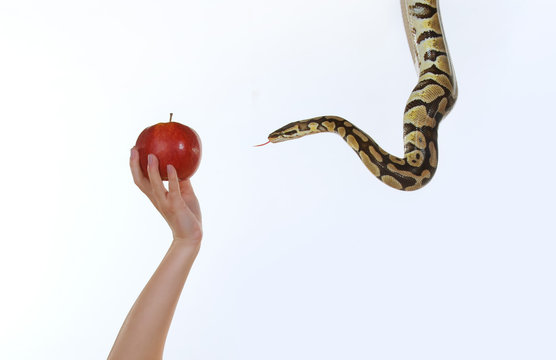 A young woman's hand holds up a red apple while a python snake approaches the delicious  fruit.