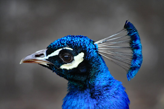 Mr. Peacock (BC 00097)