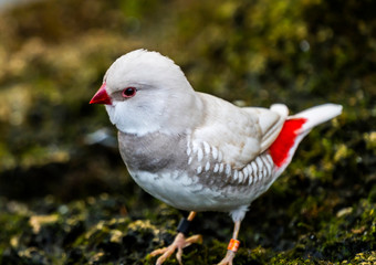 Silver Diamond Firetail Finch Close Up