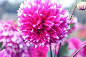 Dahlia flower Chrysanthemum morifolium also known as florist's daisy and hardy garden mum. which are pollenizing. Hardy chrysanthemums.