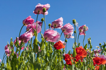 Fototapeta premium Mohnblumen 87