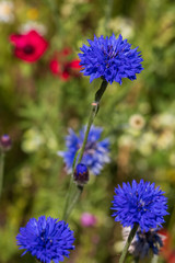 Kornblume 13