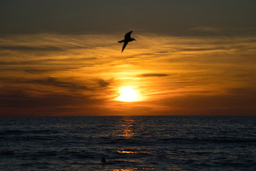 Fototapeta na wymiar Romantischer Sonnenuntergang, brennender Himmel auf Sunibel Island mit Möven am Himmel und Boot am Horizont