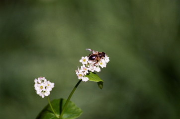 honeybee in buckwheat