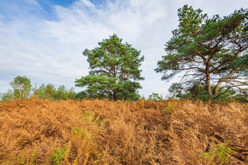 Moorland, peat moss landscape at national park de Groote Peel, Limburg, the Netherlands. High...