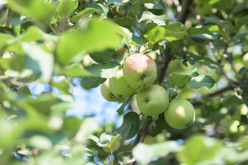 Green apples on a branch, summer background, selective focus