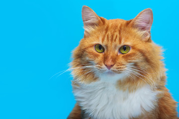 red cat on a blue background, with a careful look