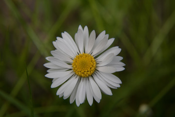Fototapeta premium A white daisy